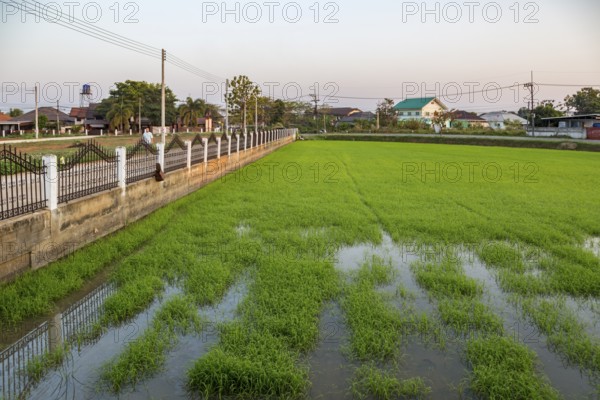 Rice fields in a residential area of Chiang Rai, Thailand