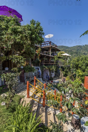 Lush garden at the Doi Phamee coffee shop and restaurant in Mae Sai district of Chiang Rai, Thailand