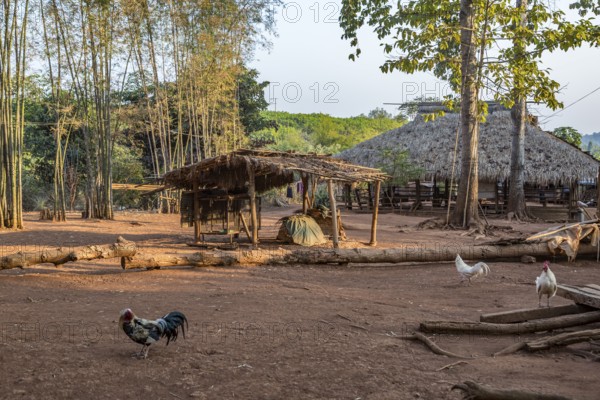 Chickens roam free in the Akha tribe area of the Union of Hill Tribe Villages outside of Chiang Rai in the Nanglae District of Thailand