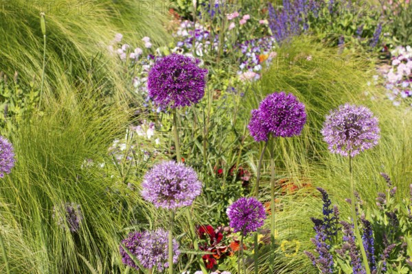 Flower arrangement, pier forecourt, Baltic seaside resort, Kühlungsborn, Rostock district, Mecklenburg-Western Pomerania, Germany