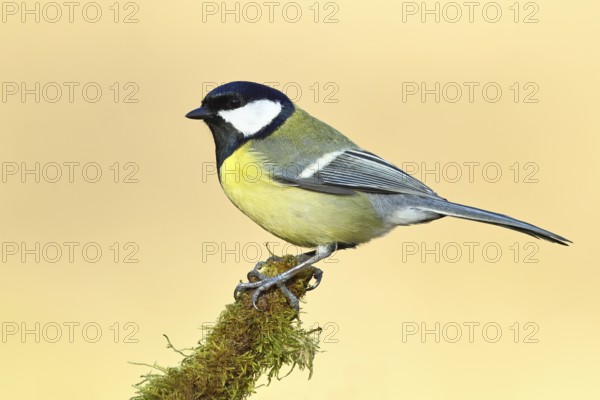 Great tit (Parus major), sitting on moss-covered dead wood, Wilnsdorf, North Rhine-Westphalia, Germany