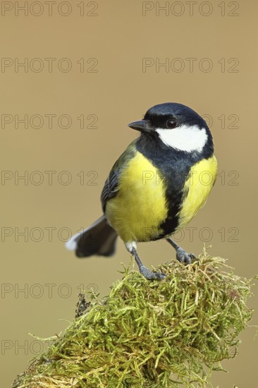 Great tit (Parus major), sitting on moss-covered dead wood, Wilnsdorf, North Rhine-Westphalia, Germany