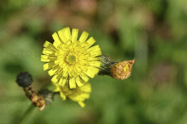 Hieracium lachenalii (Picris hieracioides), hawkweed bitterweed, yellow flower on a rough meadow, close-up, Wilnsdorf, North Rhine-Westphalia, Germany