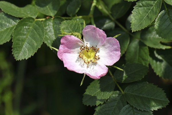 Dog rose (Rosa canina), wild rose, rose hip, blossom, Wilnsdorf, North Rhine-Westphalia, Germany