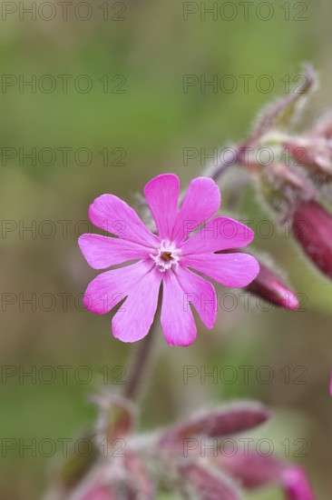 Red campion (Silene dioica), close-up of a flower in a meadow, Wilnsdorf, North Rhine-Westphalia, Germany