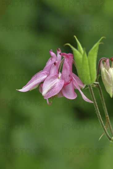 Columbine (Aquilegia vulgaris), pink flower at the edge of a forest, Wilnsdorf, North Rhine-Westphalia, Germany