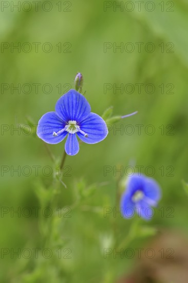 Flower of Gamander speedwell (Veronica chamaedrys), in a deciduous forest, blue blossom, spring, Wilnsdorf, North Rhine-Westphalia, Germany