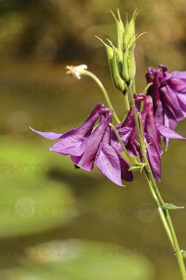 Columbine (Aquilegia vulgaris), dark red flower at the edge of a forest, Wilnsdorf, North Rhine-Westphalia, Germany