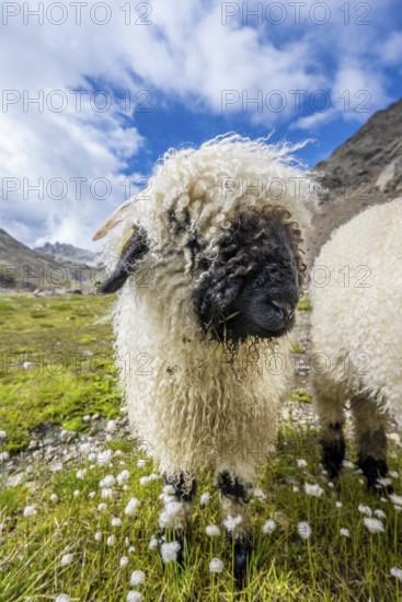 Valais Blacknose sheep (Ovis gmelini aries), high alpine mountain valley, Obere Senner Egete, Stubai Alps, near Ridnaun, South Tyrol, Italy