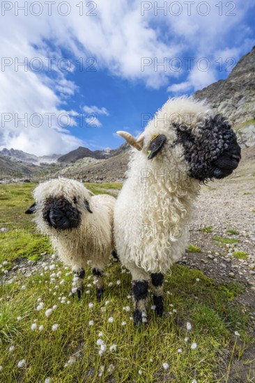 Two Valais Blacknose sheep (Ovis gmelini aries), high alpine mountain valley, Obere Senner Egete, Stubai Alps, near Ridnaun, South Tyrol, Italy