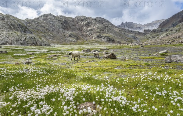 Valais Blacknose sheep (Ovis gmelini aries), high alpine mountain valley, meadow with cotton grass, Obere Senner Egete, Stubai Alps, near Ridnaun, South Tyrol, Italy
