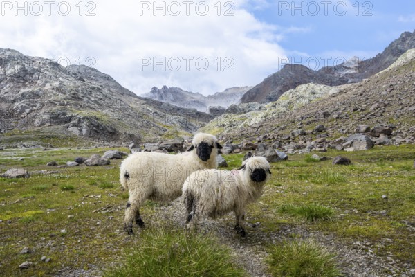 Two Valais Blacknose sheep (Ovis gmelini aries), high alpine mountain valley, Obere Senner Egete, Stubai Alps, near Ridnaun, South Tyrol, Italy
