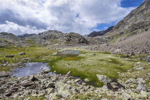 Mountain lakes in a high mountain landscape on the Obere Senner Egete between meadows full of cotton grass, Seven Lakes Hike, Stubai Alps, near Ridnaun, South Tyrol, Italy