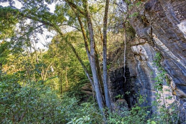 Rocks among trees inside the rainforest in the state of Minas Gerais in Brazil, Minas Gerais, Brazil