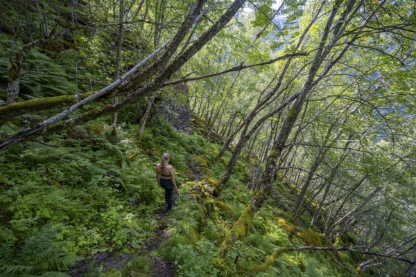Young woman on a hiking trail in a steep forest with birch trees, near Geiranger, Møre og Romsdal, Norway