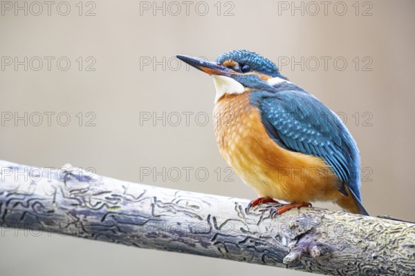 Kingfisher (Alcedo atthis) Germany