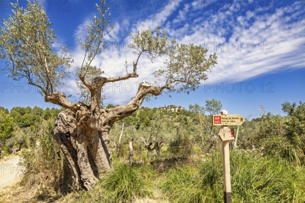 Old growing olive tree by the GR221 hiking trail sign in the countryside a sunny summer day, Mallorca, Spain