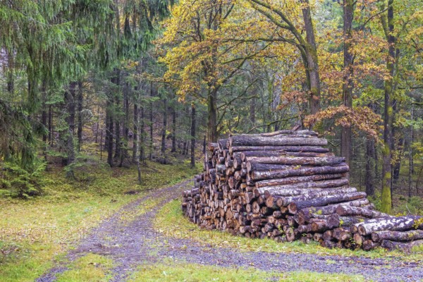 Pile of logs by a dirt road in a mixed forest with beautiful autumn colours a tranquil day in the woodland
