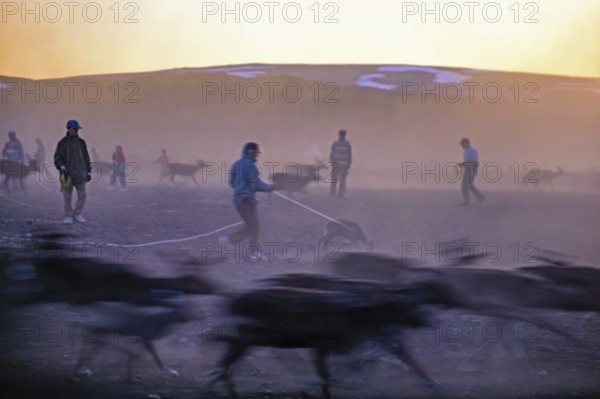 Reindeer herding with Sami people that catching reindeer calf with lasso in the midnight sun a in the north of Sweden, Padjelanta nationalpark, Lapland, Sweden