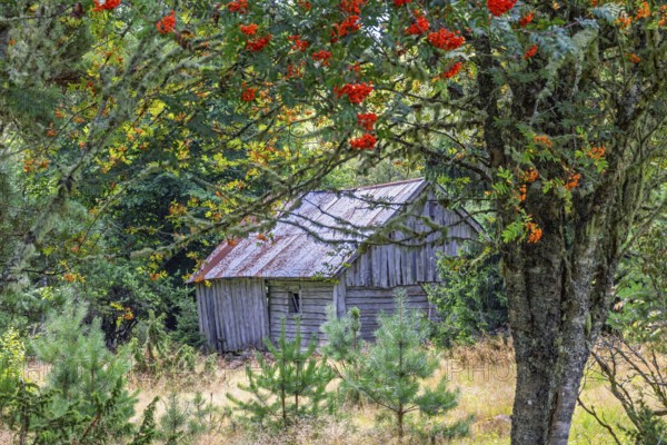 Old abandoned wooden barn in a forest glade with red berries on a rowan tree, Sweden