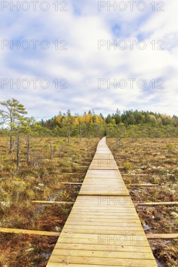 Wooden boardwalk on a hiking trail over a bog with pine trees in autumn, Sweden