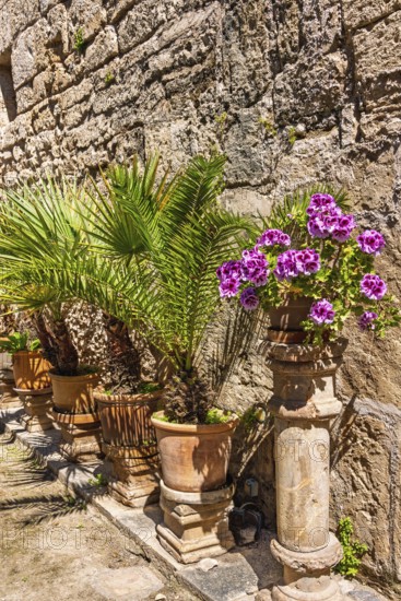 Lush green plants and garden flowers in bloom on pedestals in terracotta pots in a beautiful garden by a stone house wall a sunny summer day, Banys Arabs, Palma de Mallorca, Mallorca, Spain