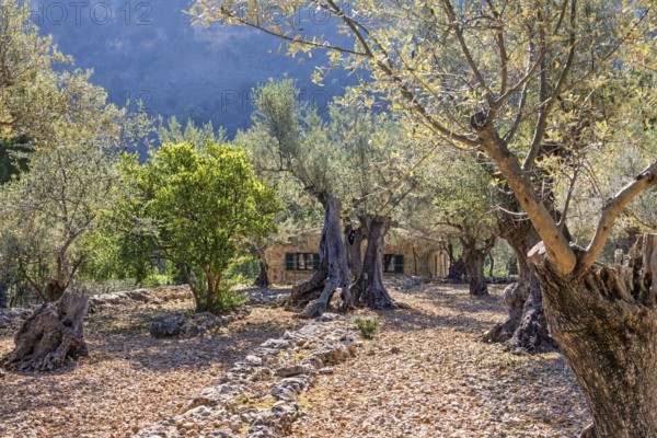 Old olive orchard in a stoney landscape and an old stone house a sunny summer day, Mallorca, Spain