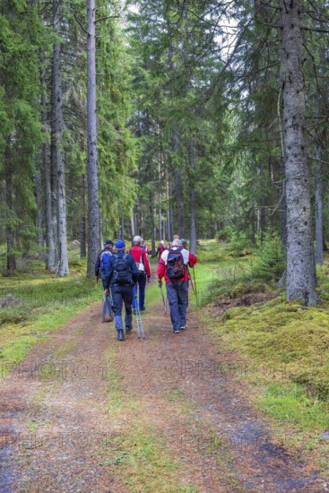 Group of men walking on a path in a spruce forest, Sweden