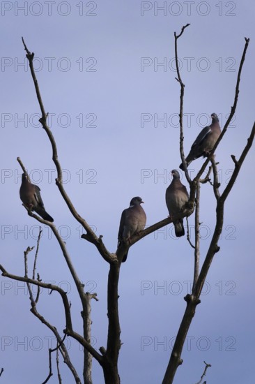 Pigeons on a tree, June, Germany