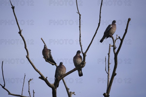Pigeons on a tree, June, Germany
