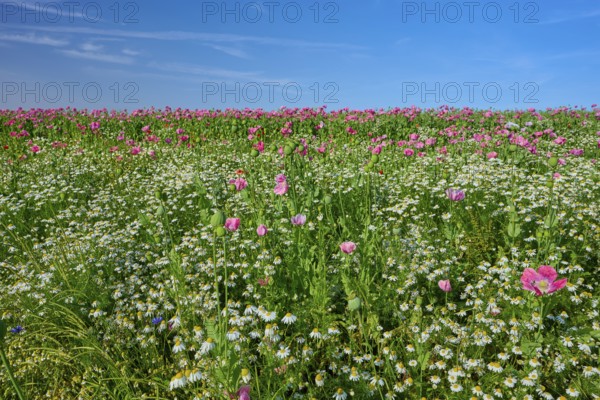 Opium poppy (Papaver somniferum), wide field full of blooming poppies and camomile, under a clear blue sky, summer, Germerode, Geo nature park Park Frau-Holle-Land, Hoher Meissner, Hesse, Germany