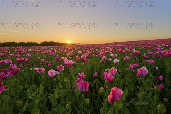 Opium poppy (Papaver somniferum), pink poppy field shines at sunrise, summer, Germerode, Geo nature park Park Frau-Holle-Land, Hoher Meissner, Hesse, Germany