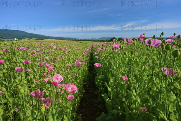 Opium poppy (Papaver somniferum), field full of pink blooming poppies with a narrow footpath, summer, Germerode, Geo nature park Park Frau-Holle-Land, Hoher Meissner, Hesse, Germany