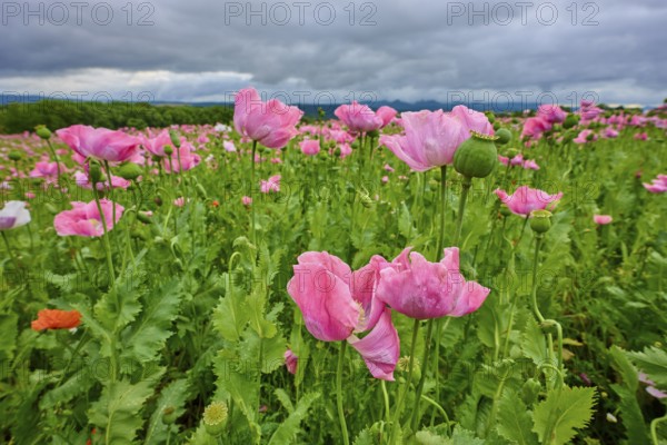 Opium poppy (Papaver somniferum), pink poppies in a field under a cloudy sky, summer, Germerode, Geo nature park Park Frau-Holle-Land, Hoher Meissner, Hesse, Germany