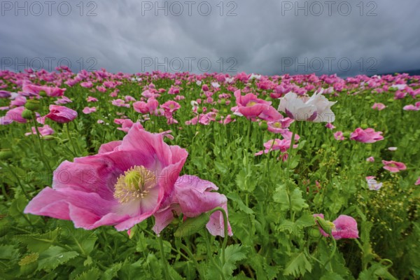 Opium poppy (Papaver somniferum), pink poppy field under a dramatic cloudy sky, summer, Germerode, Geo nature park Park Frau-Holle-Land, Hoher Meissner, Hesse, Germany