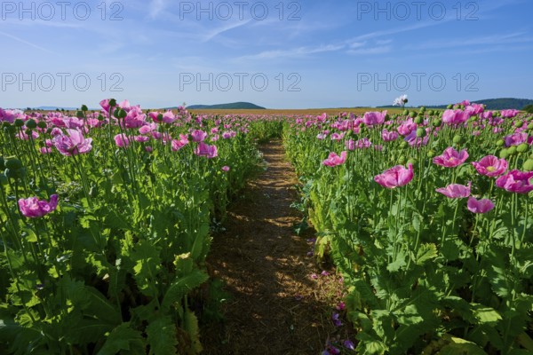 Opium poppy (Papaver somniferum), with a narrow path through the poppy field under a blue sky, summer, Germerode, Geo nature park Park Frau-Holle-Land, Hoher Meissner, Hesse, Germany