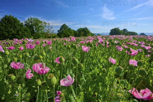 Opium poppy (Papaver somniferum), poppy field with trees in the background against a blue sky, summer, Germerode, Geo nature park Park Frau-Holle-Land, Hoher Meissner, Hesse, Germany