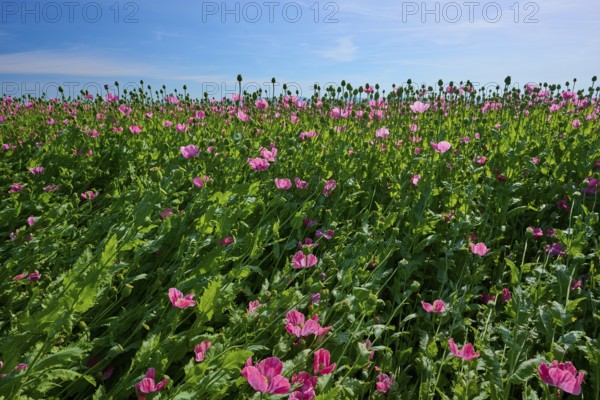 Opium poppy (Papaver somniferum), field full of pink poppies under a clear blue sky, summer, Germerode, Geo nature park Park Frau-Holle-Land, Hoher Meissner, Hesse, Germany