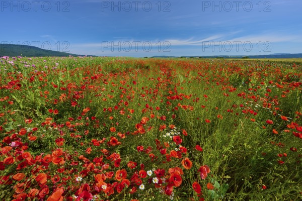 Wide field full of red poppies (Papver rhoeas), under a blue sky, summer, Germerode, Geo nature park Park Frau-Holle-Land, Hoher Meissner, Hesse, Germany