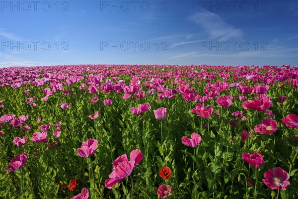 Opium poppy (Papaver somniferum), dense poppy field under a blue sky with strong pink flowers, summer, Germerode, Geo nature park Park Frau-Holle-Land, Hoher Meissner, Hesse, Germany