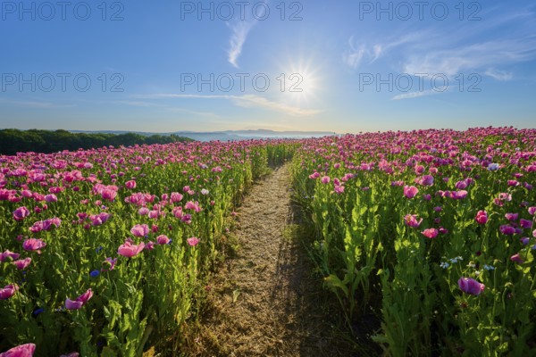 Opium poppy (Papaver somniferum), path through a bright poppy field in bright sunshine, summer, Germerode, Geo nature park Park Frau-Holle-Land, Hoher Meissner, Hesse, Germany