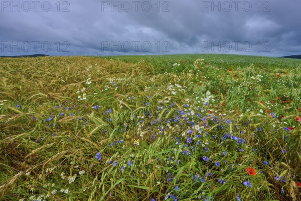 Varied colourful meadow with cornflowers and other summer flowers and cereals, summer, Germerode, Geo nature park Park Frau-Holle-Land, Hoher Meissner, Hesse, Germany