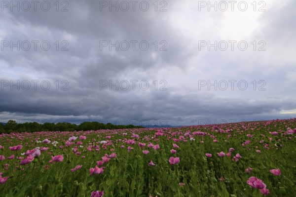 Opium poppy (Papaver somniferum), under a cloudy sky, summer, Germerode, Geo nature park Park Frau-Holle-Land, Hoher Meissner, Hesse, Germany