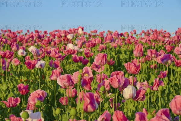 Pink poppies shining in bright colours against a clear sky, Germerode, Geo nature park Park Frau-Holle-Land, Hoher Meissner, Hesse, Germany