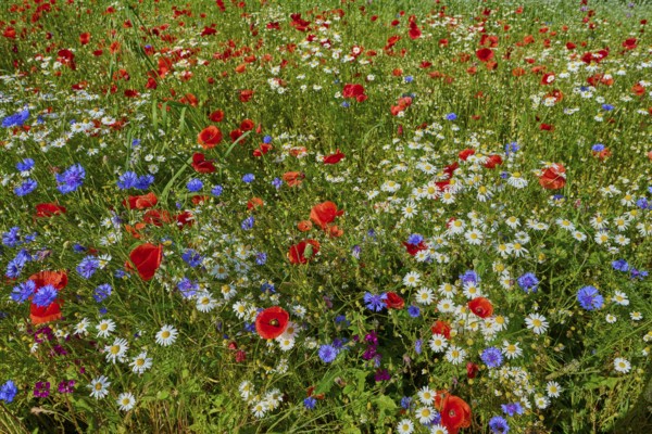 Diverse flower meadow with red poppies, white camomiles and blue cornflowers, summer, Germerode, Geo nature park Park Frau-Holle-Land, Hoher Meissner, Hesse, Germany