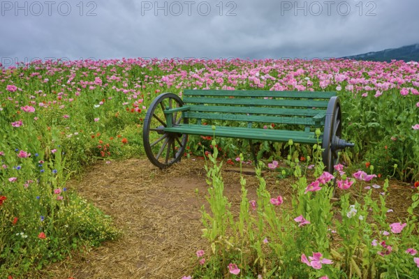 Opium poppy (Papaver somniferum) and green wooden bench with wagon wheels, summer, Germerode, Geo nature park Park Frau-Holle-Land, Hoher Meissner, Hesse, Germany