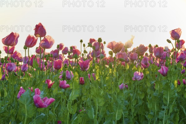 Sunlight penetrates the opium poppy (Papaver somniferum), with green foliage, summerGermerode, Geo nature park Park Frau-Holle-Land, Hoher Meissner, Hesse, Germany