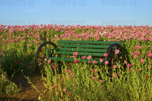 Green bench amidst pink flowers under a clear sky, Germerode, Geo nature park Park Frau-Holle-Land, Hoher Meissner, Hesse, Germany