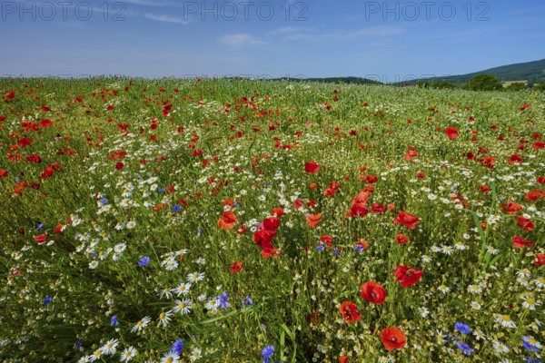 Colourful flower meadow with red poppies, camomiles and cornflowers under a blue sky, summer, Germerode, Geo nature park Park Frau-Holle-Land, Hoher Meissner, Hesse, Germany