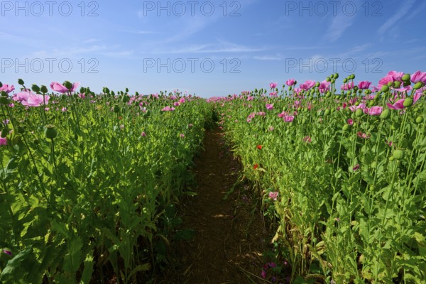 Opium poppy (Papaver somniferum), under a clear blue sky, summer, Germerode, Geo nature park Park Frau-Holle-Land, Hoher Meissner, Hesse, Germany